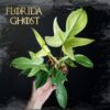 Philo. Florida ghost