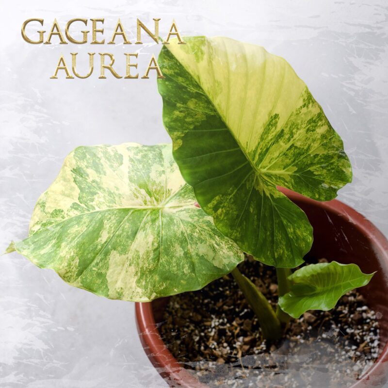 A. Gageana Aurea