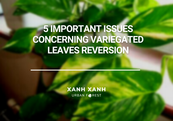5 Important Issues Concerning Variegated Leaves Reversion