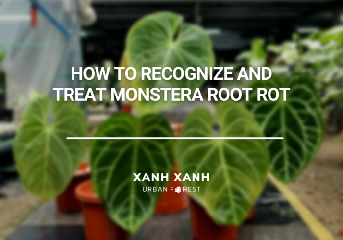 How To Recognize And Treat Monstera Root Rot