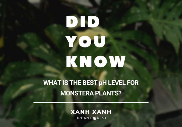 pH level for Monstera plants