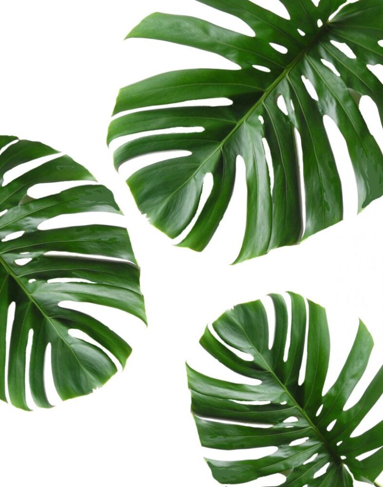 Your Monstera Plant